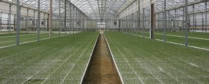 Green division CEA Elettronica Cesenatico